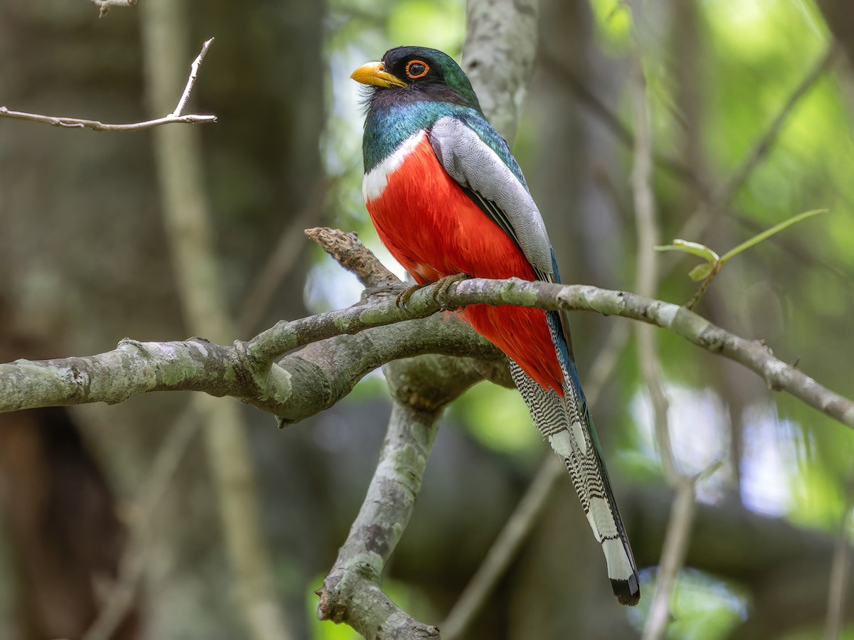 elegant trogon birdwatching tour